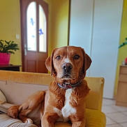 Moka participe au concours pour gagner de l'argent avec cette photo : dog, brown_dog, pet, indoor, sofa, couch, collar, white_chest, portrait, looking_at_camera, relaxed, sitting, living_room, door, plant, tile_floor, fur, nose, eyes, blurry_background
