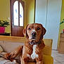 dog, brown_dog, pet, indoor, sofa, couch, collar, white_chest, portrait, looking_at_camera, relaxed, sitting, living_room, door, plant, tile_floor, fur, nose, eyes, blurry_background