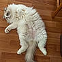 cat, fluffy, white, gray, lying_down, belly_up, tail, floor, wooden_floor, relaxed, pet, indoor, feline, fur, cute, animal, domestic_cat, whiskers, paws, resting