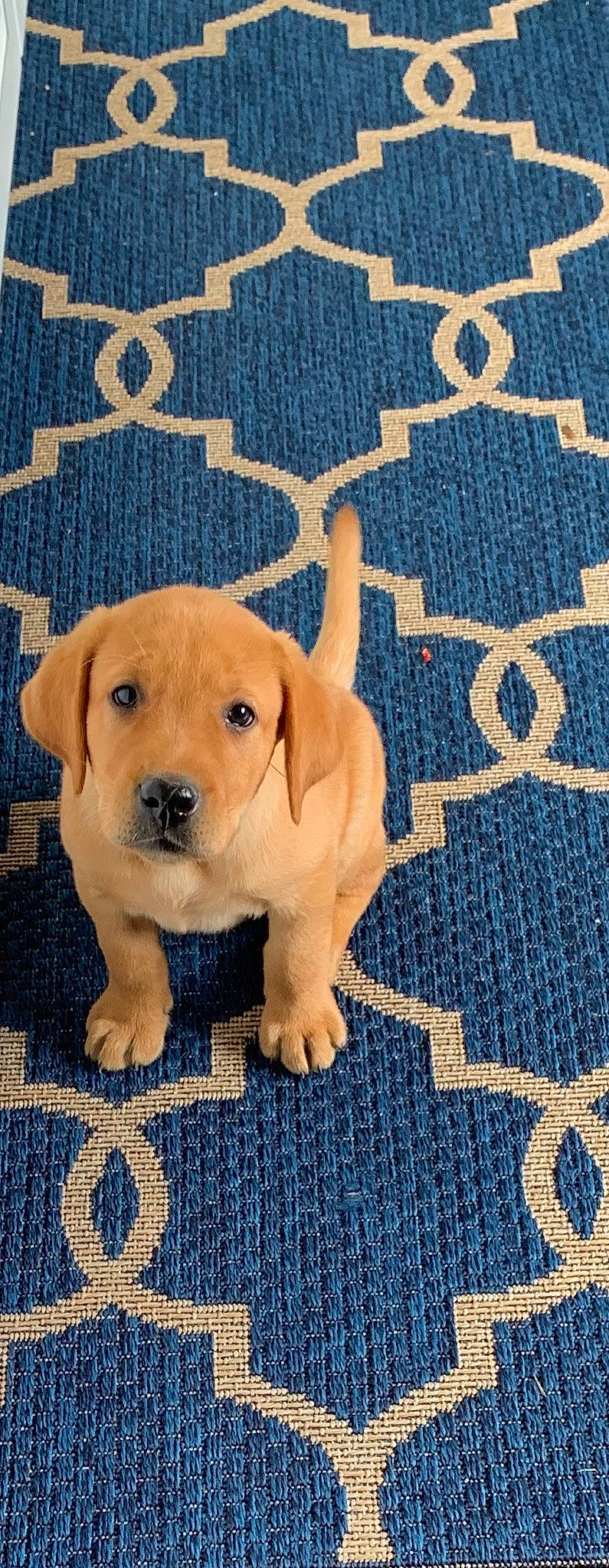 Sanju joined the competition — help win amazing prizes! canidae, carnivore, companion_dog, dog, dog_breed, electric_blue, fawn, flooring, font, fur, happy, hat, linens, pattern, paw, rectangle, snout, sporting_group, textile, working_animal