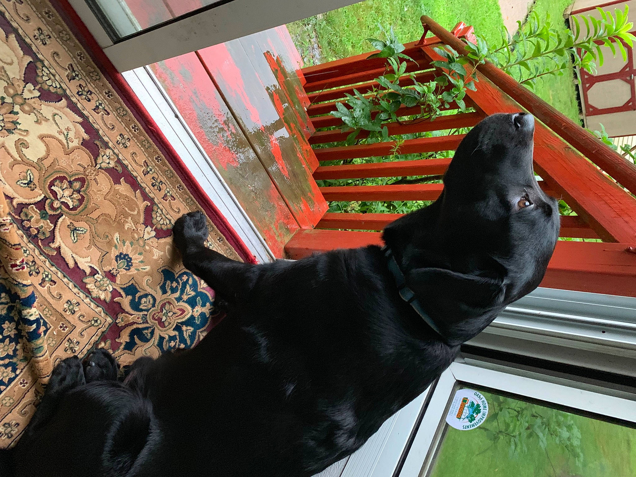 Simba is registered to the contest to win money with this photo: canidae, carnivore, comfort, companion_dog, dog, dog_breed, flooring, fur, guard_dog, liver, plant, room, snout, sporting_group, tail, tints_and_shades, window, wood, working_animal, world