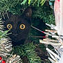 animal, black_cat, cat, christmas_tree, closeup, curious, decorations, feline, festive, greenery, holiday, indoor, nature, ornaments, pet, red_beads, sparkle, tinsel, wildlife, yellow_eyes