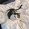 Nadia is registered to the contest to win money with this photo: animal, bed, bedroom, black, cat, comforter, cozy, cute, domestic, feline, fur, indoor, paws, pet, relaxed, resting, sleepy, stretching, whiskers, white