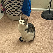 Nadia is registered to the contest to win money with this photo: animal, carpet, cat, clothing, cozy, curious, domestic, floor, floor_lamp, furniture, home, household, indoor, laundry_basket, looking_up, pet, resting, sitting, tabby, white_fur