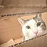 Nadia is registered to the contest to win money with this photo: animal, box, cardboard_box, cat, closeup, curious, cute, domestic_cat, ears, eyes, face, feline, fur, indoor, looking, pet, pink_nose, playful, tabby, whiskers