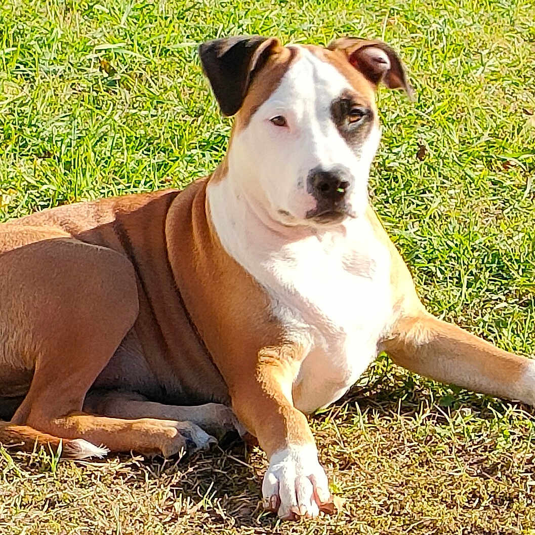 Nikita a rejoint le concours — aidez-le/la à gagner de superbes lots ! animal, brown, canine, daytime, dog, ears, friendly, fur, grass, lying_down, mammal, nature, outdoor, paw, pet, playful, relaxed, summer, sunlight, white