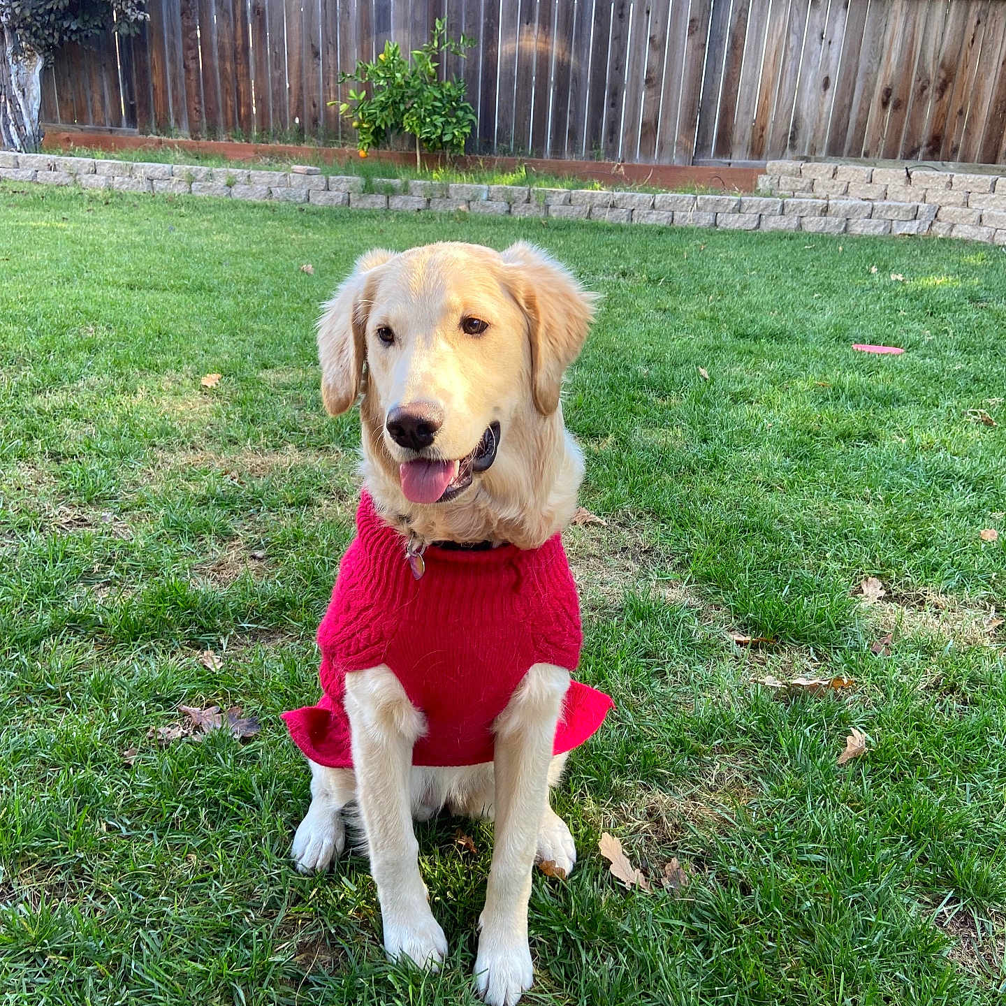 Sinta joined the competition — help win amazing prizes! animal, backyard, canine, collar, dog, fence, fur, golden_retriever, grass, happy, nature, outdoor, pet, playful, red_clothing, sitting, sunlight, sweater, tongue_out, tree