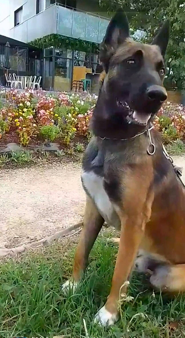 animal, backyard, bulldog, canine, dog, germanshepherd, grass, greatdane, jar, lawn, nature, outdoors, pet, plant, planter, policedog, pottedplant, pottery, vase, yard