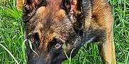 Sico participe au concours pour gagner de l'argent avec cette photo : alert, animal, black, brown, canine, closeup, dog, ears, fur, german_shepherd, grass, greenery, muzzle, nature, outdoor, pet, sniffing, summer, walking, wildlife