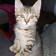 Tigrou participe au concours pour gagner de l'argent avec cette photo : kitten, tabby, cat, pet, animal, feline, cute, indoor, young, whiskers, ears, eyes, paws, fur, sitting, curious, portrait, closeup, domestic, mammal