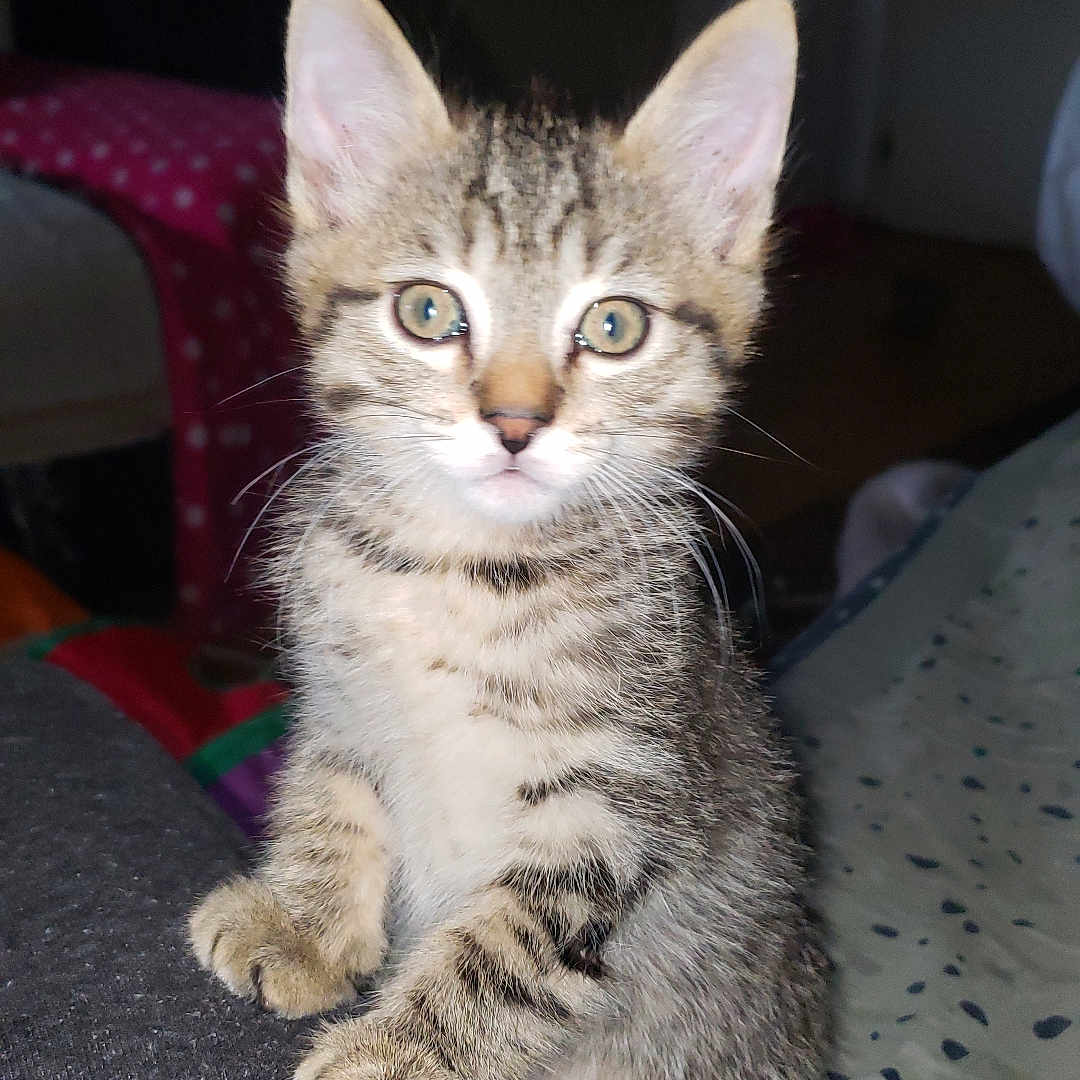 Tigrou