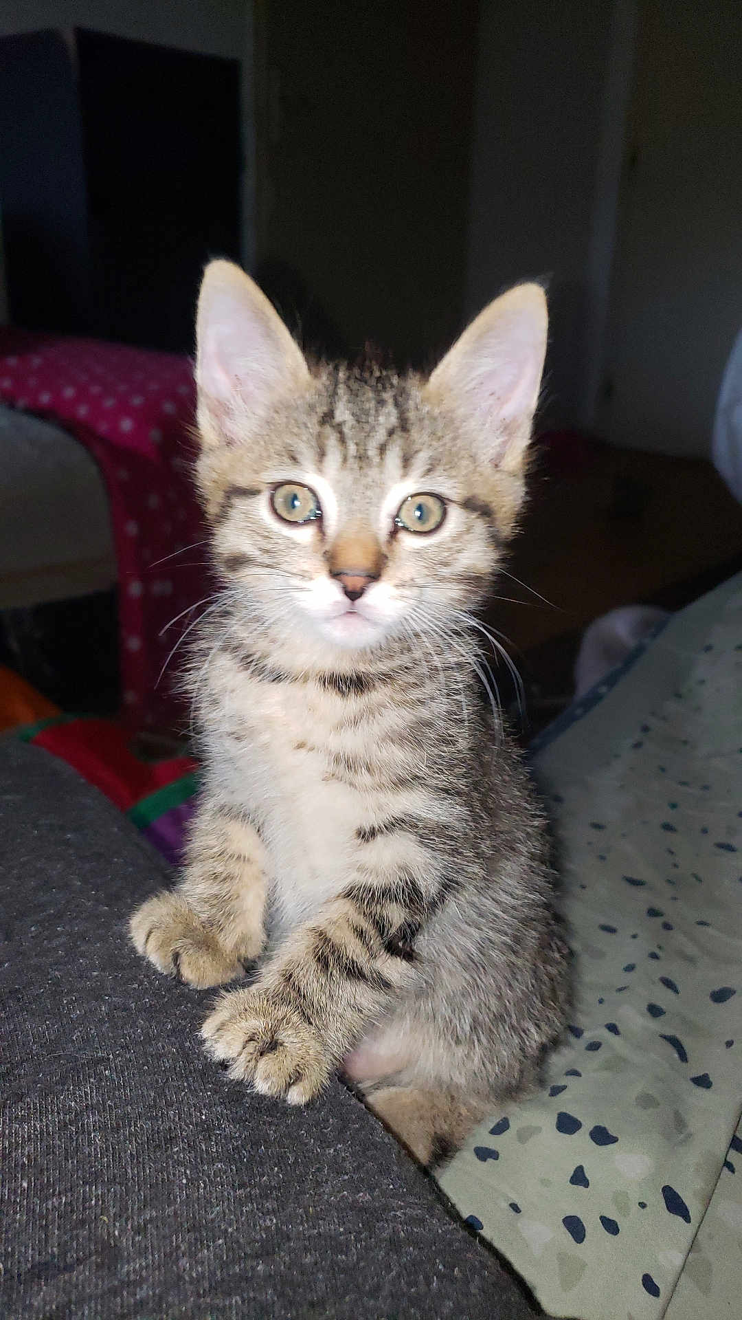 Tigrou participe au concours pour gagner de l'argent avec cette photo : kitten, tabby, cat, pet, animal, feline, cute, indoor, young, whiskers, ears, eyes, paws, fur, sitting, curious, portrait, closeup, domestic, mammal