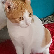 Minouminou participe au concours pour gagner de l'argent avec cette photo : cat, orange_and_white, pet, indoor, curious, sitting, feline, animal, fur, whiskers, ears, eyes, paw, red_rug, fabric, container, domestic, close_up, looking_away, quiet