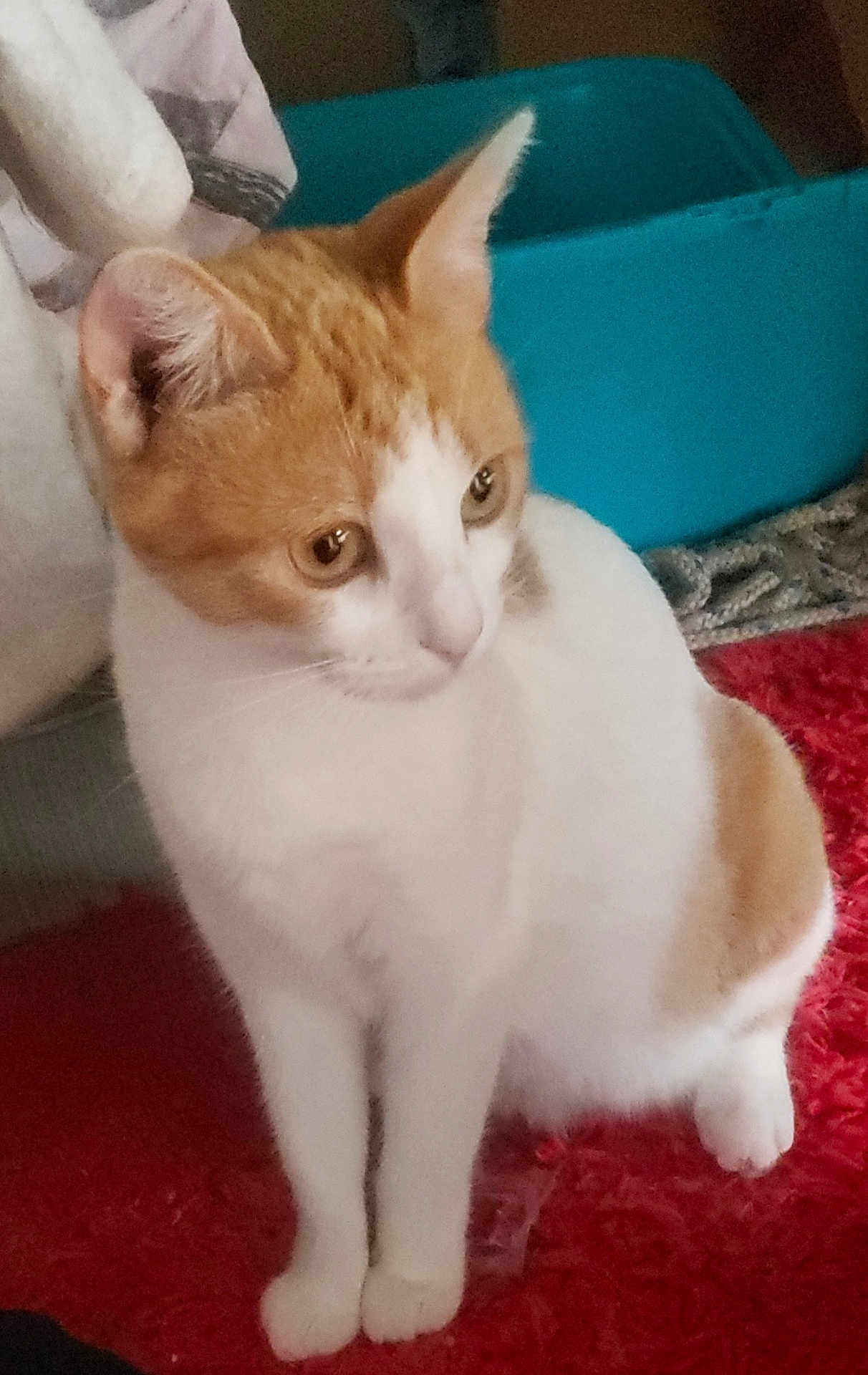 Minouminou participe au concours pour gagner de l'argent avec cette photo : cat, orange_and_white, pet, indoor, curious, sitting, feline, animal, fur, whiskers, ears, eyes, paw, red_rug, fabric, container, domestic, close_up, looking_away, quiet