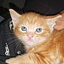 Crokette participe au concours pour gagner de l'argent avec cette photo : animal, blue_eyes, cat, close_up, curious, cute, domestic_cat, feline, fur, indoor, kitten, orange_cat, pet, portrait, resting, small, soft_fur, tabby, whiskers, young