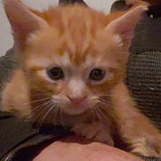 Crokette participe au concours pour gagner de l'argent avec cette photo : animal, cat, closeup, cute, domestic_animal, ears, eyes, face, feline, fur, hand, indoor, kitten, orange_tabby, person, pet, resting, small, whiskers, young