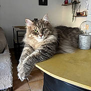 Voltaire a rejoint le concours — aidez-le/la à gagner de superbes lots ! cat, fluffy, gray_tabby, green_eyes, table, indoor, cozy, shelf, plant, lamp, furniture, floor_tile, blanket, chair, relaxed, pet, portrait, cute, animal, home