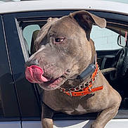 Remi is registered to the contest to win money with this photo: dog, car, window, tongue, collar, orange_collar, pet, animal, sunlight, outdoor, brick_wall, playful, canine, paw, side_view, vehicle, leather_seat, seatbelt, door, happy