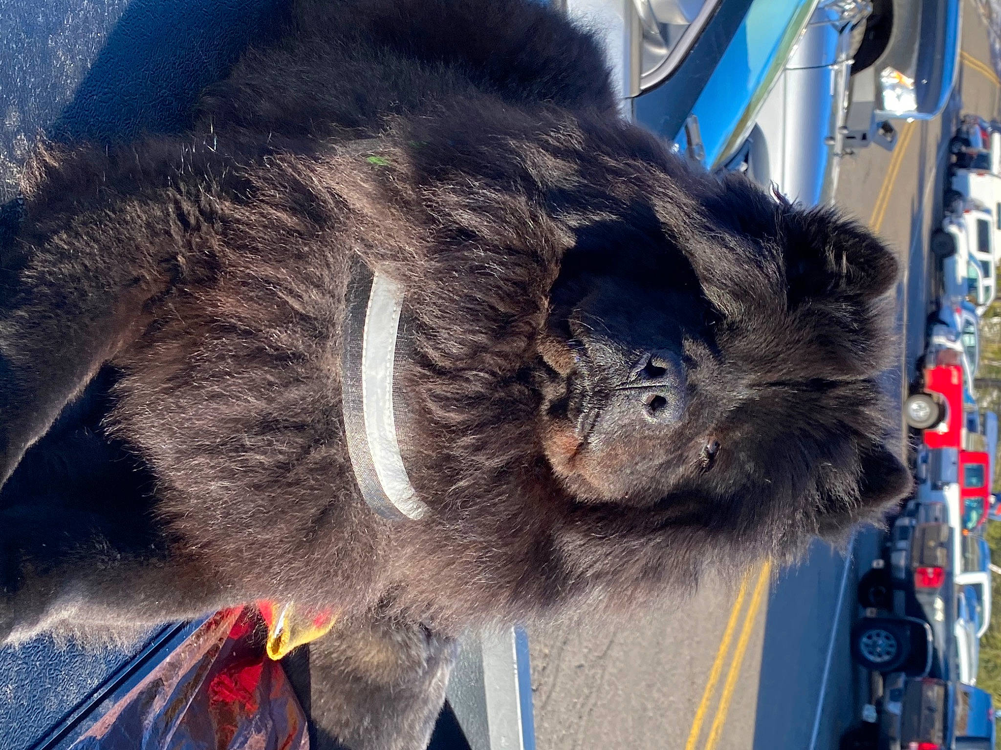 Maza is registered to the contest to win money with this photo: auto_part, canidae, claw, dog_breed, electric_blue, fur, mammal, metal, paw, primate, snout, sporting_group, tail, terrestrial_animal, vertebrate, working_animal