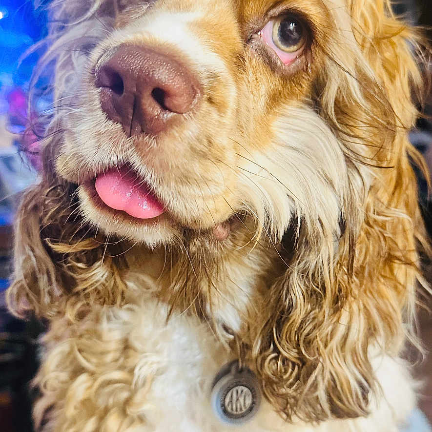 Andouille is registered to the contest to win money with this photo: animal, blue_background, brown_and_white, close_up, cocker_spaniel, collar, cute, dog, fluffy, funny, golden_fur, indoors, long_hair, looking_at_camera, pet, portrait, spaniel, tag, tongue_out, wavy_fur