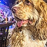 Andouille is registered to the contest to win money with this photo: animal, brown_and_white, close_up, collar, colorful_lighting, curly_coat, cute, dog, fluffy, furniture, home, indoors, long_ears, pet, portrait, sitting, spaniel, table, tongue_out, wet_fur