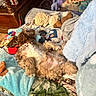 bed, bedroom, belly_up, blanket, brown_and_white, cozy, cuddly, curly_fur, dog, dog_toys, fluffy, home, indoor, pet, pillows, puppy, relaxed, sleeping, stuffed_animals, upside_down