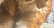 Andouille joined the competition — help win amazing prizes! adorable, animal, blanket, brown_fur, canine, close_up, cocker_spaniel, cozy, dog, fluffy, home, indoors, long_ears, lying_down, pet, portrait, puppy, serious_expression, sitting, warm_lighting