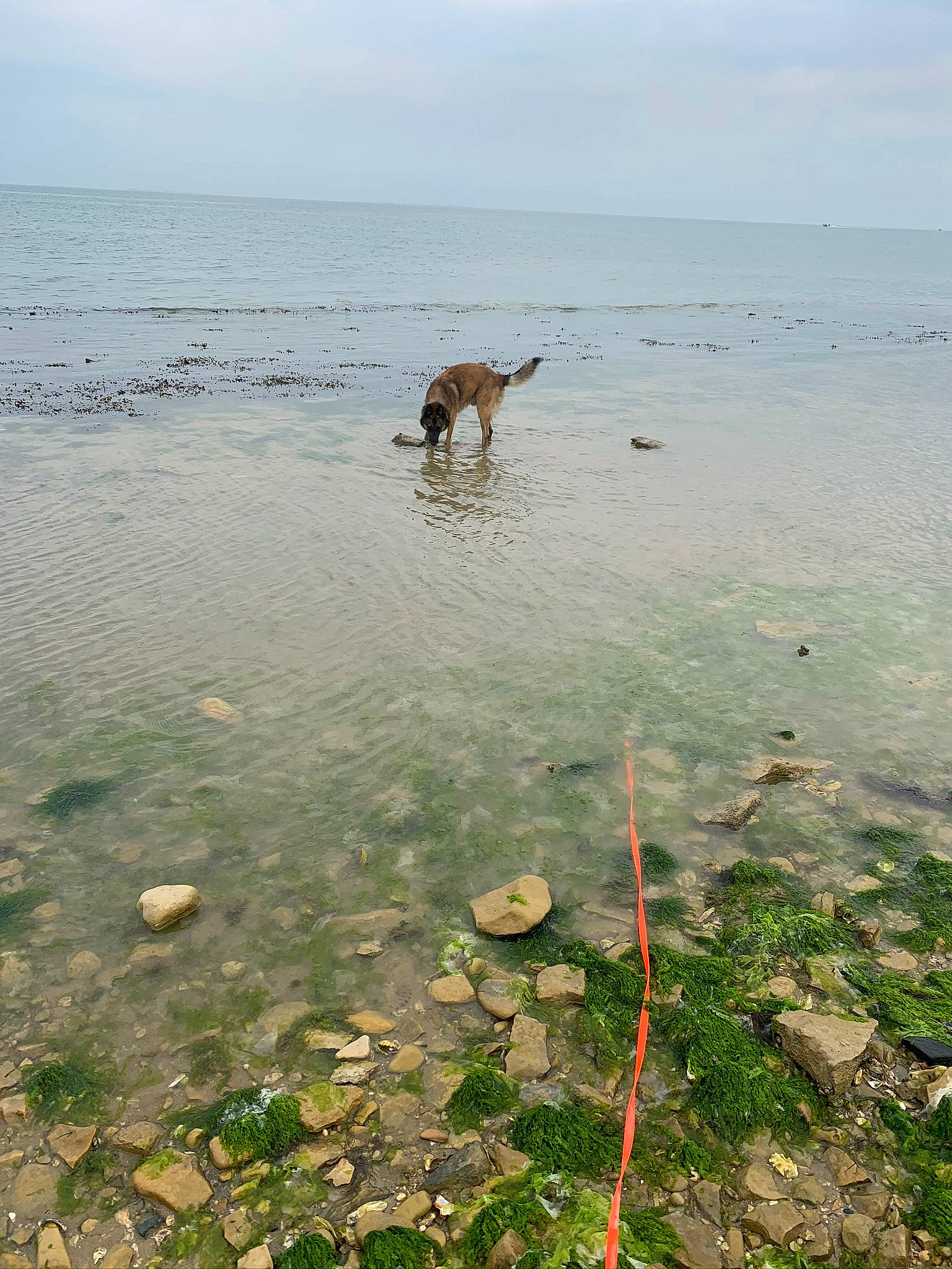 Micky participe au concours pour gagner de l'argent avec cette photo : beach, calm, carnivore, cloud, coastal_and_oceanic_landforms, dog, fluid, horizon, lake, landscape, liquid, ocean, sand, shore, sky, sporting_group, water, water_resources, wind_wave, wood