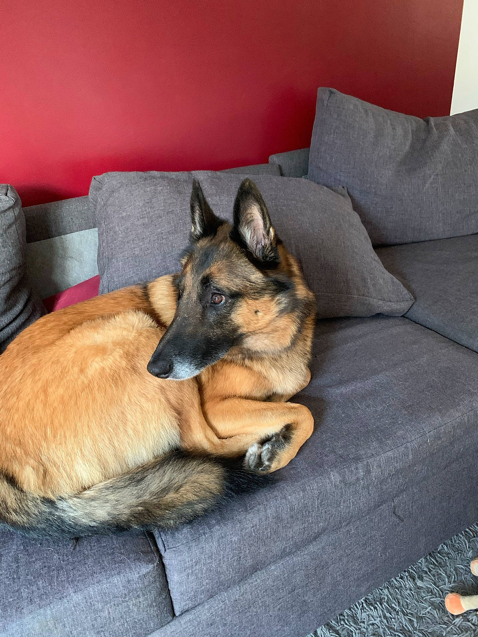 Micky a rejoint le concours — aidez-le/la à gagner de superbes lots ! canidae, carnivore, comfort, companion_dog, couch, dog, dog_breed, dog_supply, fawn, flooring, fur, king_shepherd, living_room, nap, old_german_shepherd_dog, paw, room, snout, sporting_group, whiskers