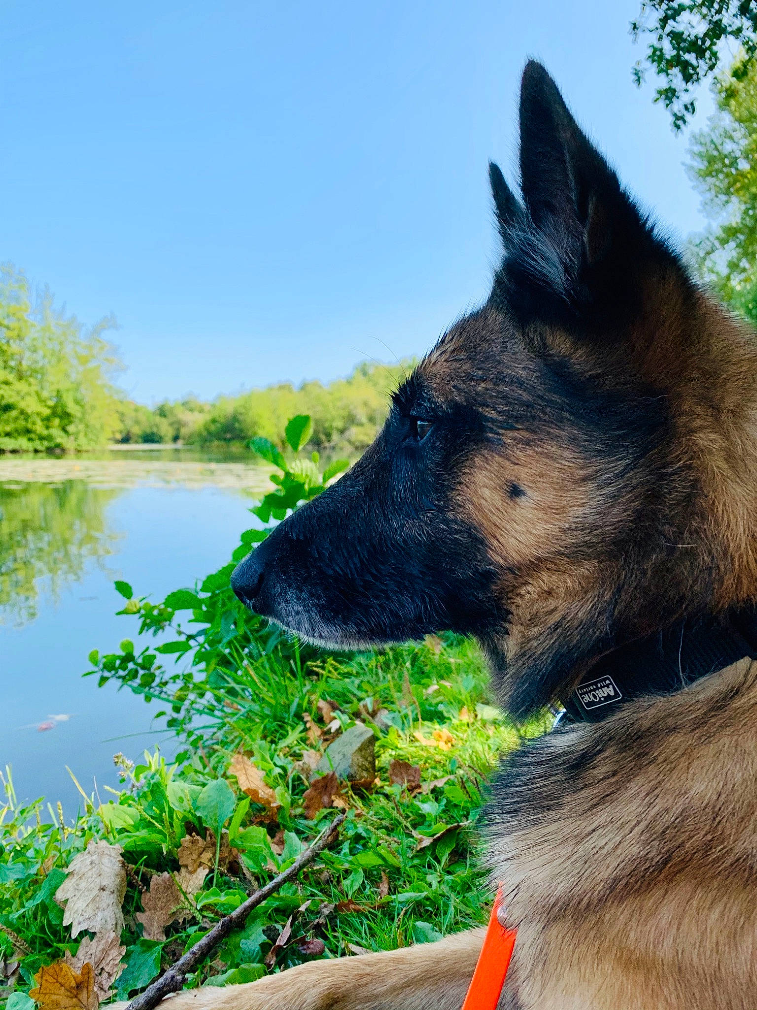 Micky a rejoint le concours — aidez-le/la à gagner de superbes lots ! canidae, canis, carnivore, dog, dog_breed, fawn, german_shepherd_dog, grass, herding_dog, king_shepherd, lake, landscape, natural_landscape, plant, sky, snout, sporting_group, tree, water, working_animal