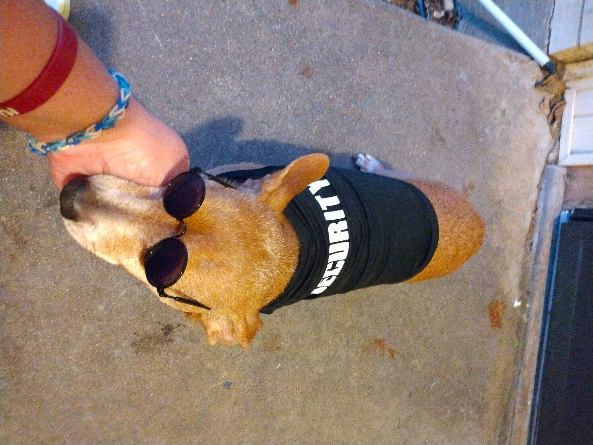 Cooper is registered to the contest to win money with this photo: asphalt, calf, carnivore, dog, dog_breed, elbow, eyewear, foot, human_leg, knee, leg, nail, personal_protective_equipment, sandal, sportswear, thigh, thumb, toe, waist, wrist