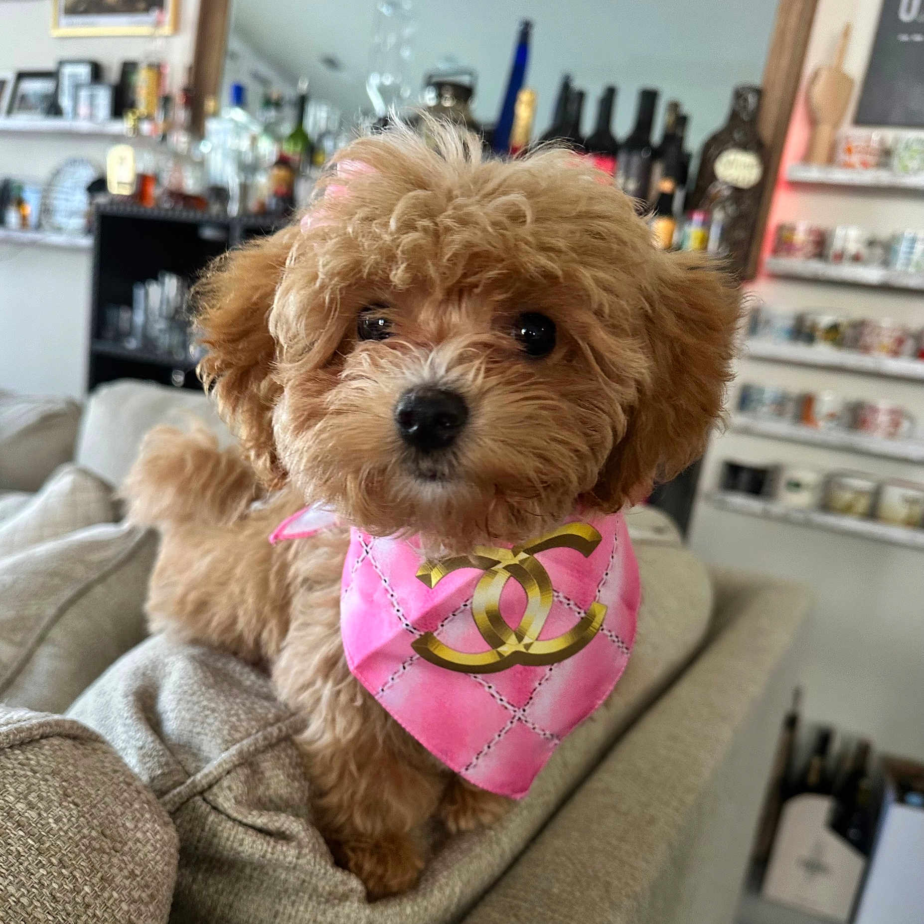 Smores joined the competition — help win amazing prizes! accessories, animal, architecture, bandana, building, canine, couch, dog, dogbed, furniture, headband, indoors, interiordesign, livingroom, pet, poodle, puppy, room, shelf, terrier