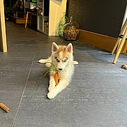 Aura participe au concours pour gagner de l'argent avec cette photo : puppy, dog, husky, carrot, floor, tile_floor, indoor, blue_eyes, pet, animal, lying_down, fur, ears, decor, shelf, jar, cork, home, cute, young