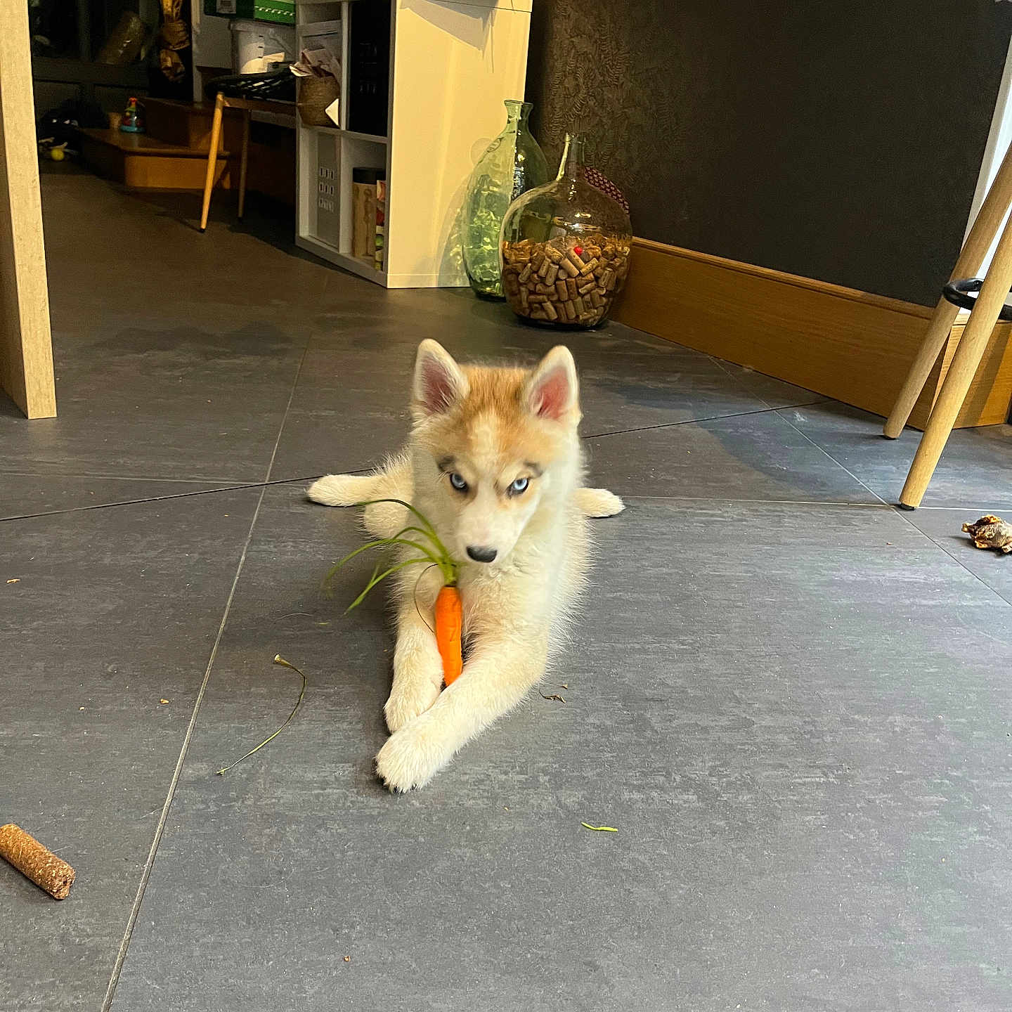 Aura participe au concours pour gagner de l'argent avec cette photo : puppy, dog, husky, carrot, floor, tile_floor, indoor, blue_eyes, pet, animal, lying_down, fur, ears, decor, shelf, jar, cork, home, cute, young