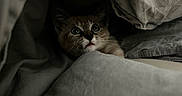 Chobee participe au concours pour gagner de l'argent avec cette photo : animal, blanket, cat, comfort, cozy, curious, cute, eyes, face, feline, fur, hidden, indoor, kitten, pet, resting, shadow, soft, whiskers, young