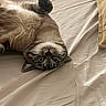 Chobee a rejoint le concours — aidez-le/la à gagner de superbes lots ! animal, bed, beige, cat, cozy, curious, cute, domestic, feline, fur, indoor, paws, pet, relaxed, sleepy, soft, striped, tabby, upside_down, whiskers