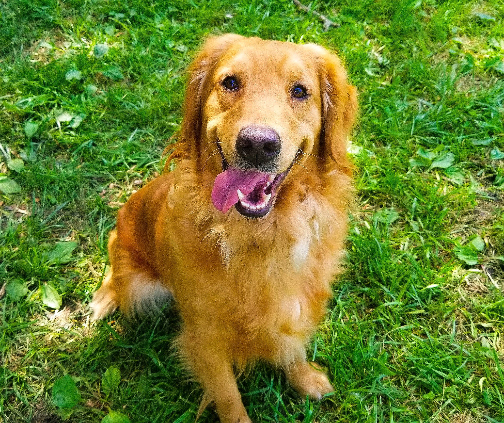 Milly is registered to the contest to win money with this photo: basque_shepherd_dog, canidae, carnivore, cocker_spaniel, companion_dog, dog, dog_breed, fawn, flat_coated_retriever, golden_retriever, grass, hovawart, mammal, nova_scotia_duck_tolling_retriever, rare_breed_dog, retriever, small_greek_domestic_dog, sporting_group, styrian_coarse_haired_hound, vertebrate