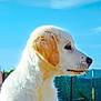puppy, dog, white_fur, golden_ears, side_profile, outdoor, blue_sky, grass, fence, daylight, young_dog, animal, pet, nature, cute, fluffy, portrait, adorable, canine, looking_away