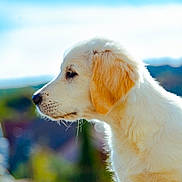 Axton participe au concours pour gagner de l'argent avec cette photo : dog, puppy, golden_retriever, side_profile, fur, outdoor, nature, daylight, pet, animal, cute, young, mammal, portrait, looking_away, soft_light, background_blur, whiskers, ears, snout