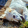 Axton a rejoint le concours — aidez-le/la à gagner de superbes lots ! dog, white_dog, lying_down, grass, dirt, outdoor, pet, animal, closeup, fur, playful, relaxed, nature, sunlight, daylight, canine, mouth_open, eye, whiskers, ground