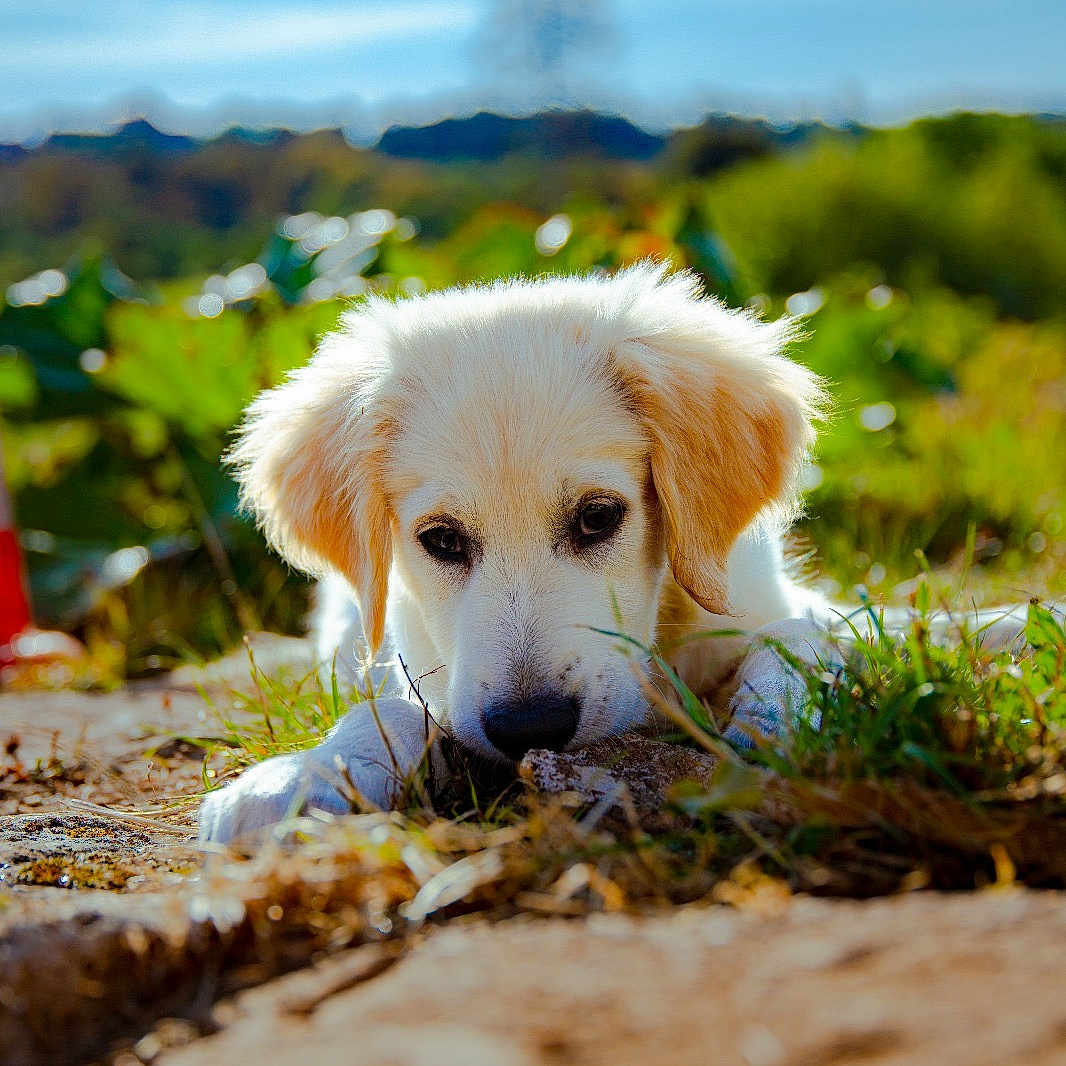 Axton participe au concours pour gagner de l'argent avec cette photo : adorable, animal, calm, close_up, cute, daytime, dog, eyes, field, fur, grass, lying_down, nature, outdoor, pet, portrait, puppy, sunlight, white_fur, young_dog