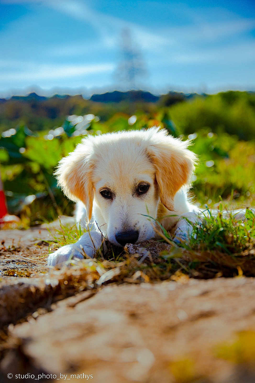 Axton participe au concours pour gagner de l'argent avec cette photo : puppy, dog, outdoor, grass, nature, animal, cute, pet, white_fur, lying_down, close_up, sunlight, young_dog, adorable, portrait, calm, daytime, field, fur, eyes