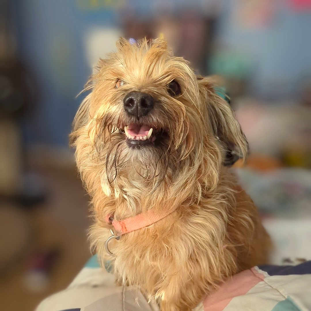 Gruff Grufferson joined the competition — help win amazing prizes! affenpinscher, animal, bodypart, canine, dog, furniture, indoors, mouth, person, pet, poodle, puppy, teeth, terrier, whitedog