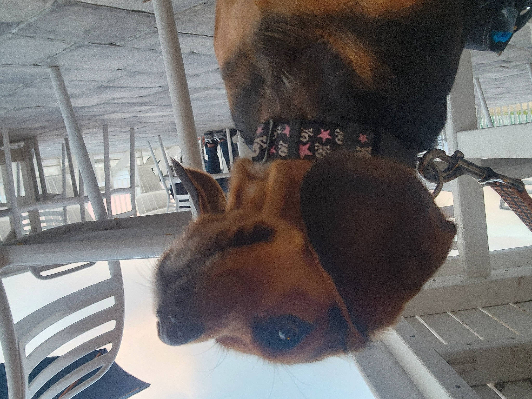 Harley is registered to the contest to win money with this photo: carnivore, collar, companion_dog, dog, dog_breed, ear, eyewear, fawn, felidae, fun, fur, hat, jaw, liver, pet_supply, snout, sporting_group, sunglasses, whiskers, working_animal