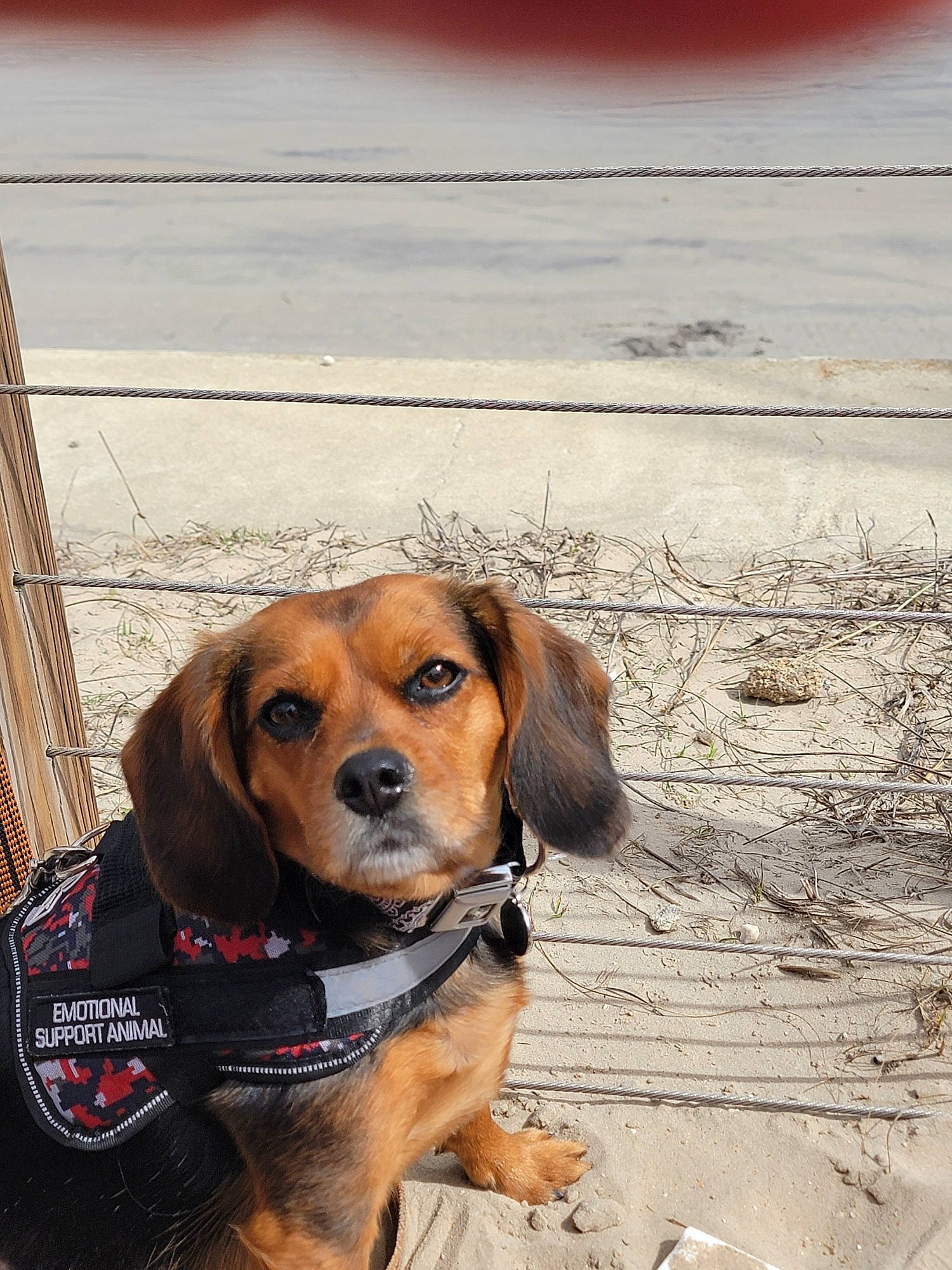 Harley is registered to the contest to win money with this photo: canidae, carnivore, collar, companion_dog, dog, dog_breed, dog_clothes, dog_collar, dog_supply, fawn, fur, hound, hunting_dog, leash, liver, pet_supply, scent_hound, whiskers, wood, working_animal