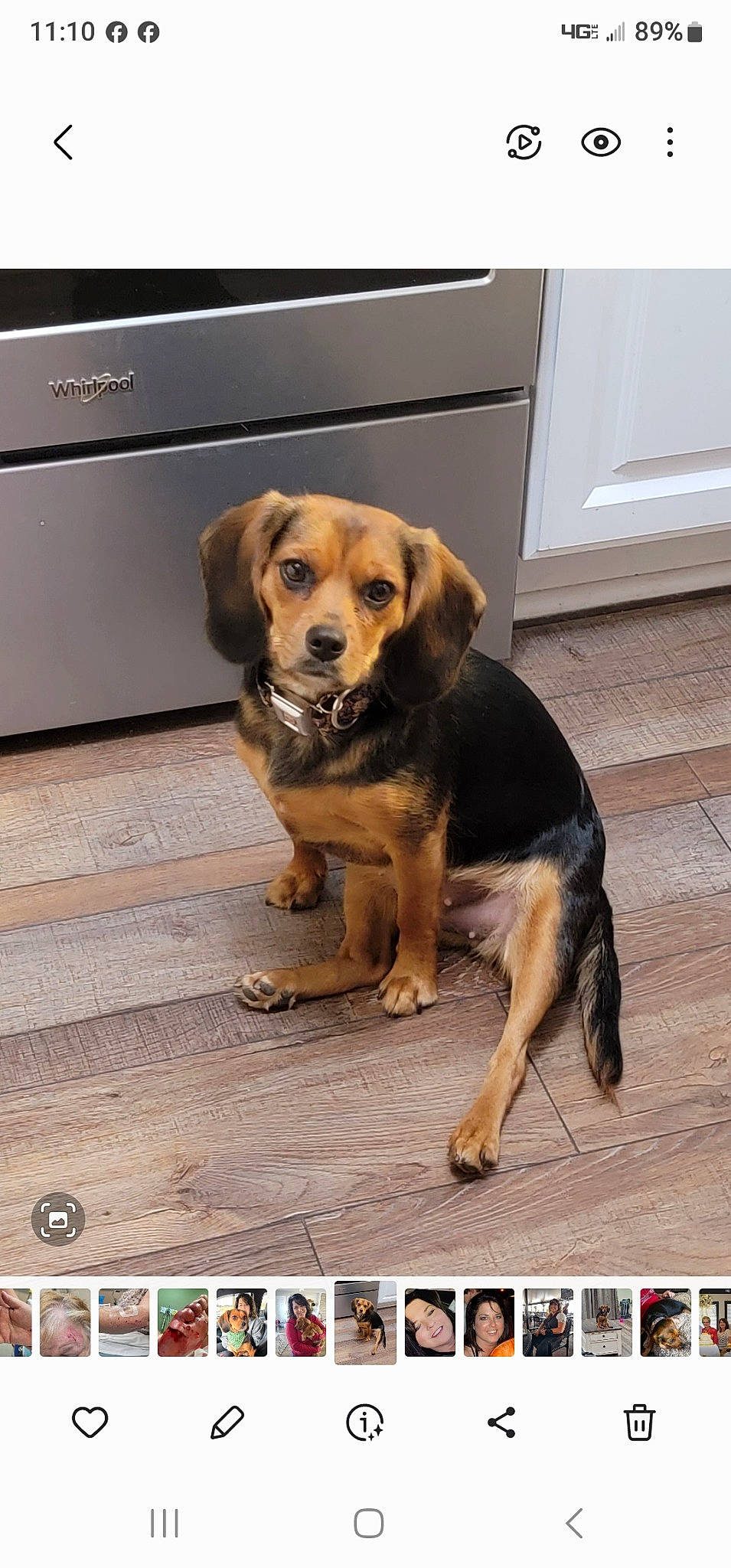 Harley is registered to the contest to win money with this photo: carnivore, companion_dog, dog, dog_breed, door, fawn, flooring, fur, paw, pet_supply, photo_caption, screenshot, snout, sporting_group, working_dog