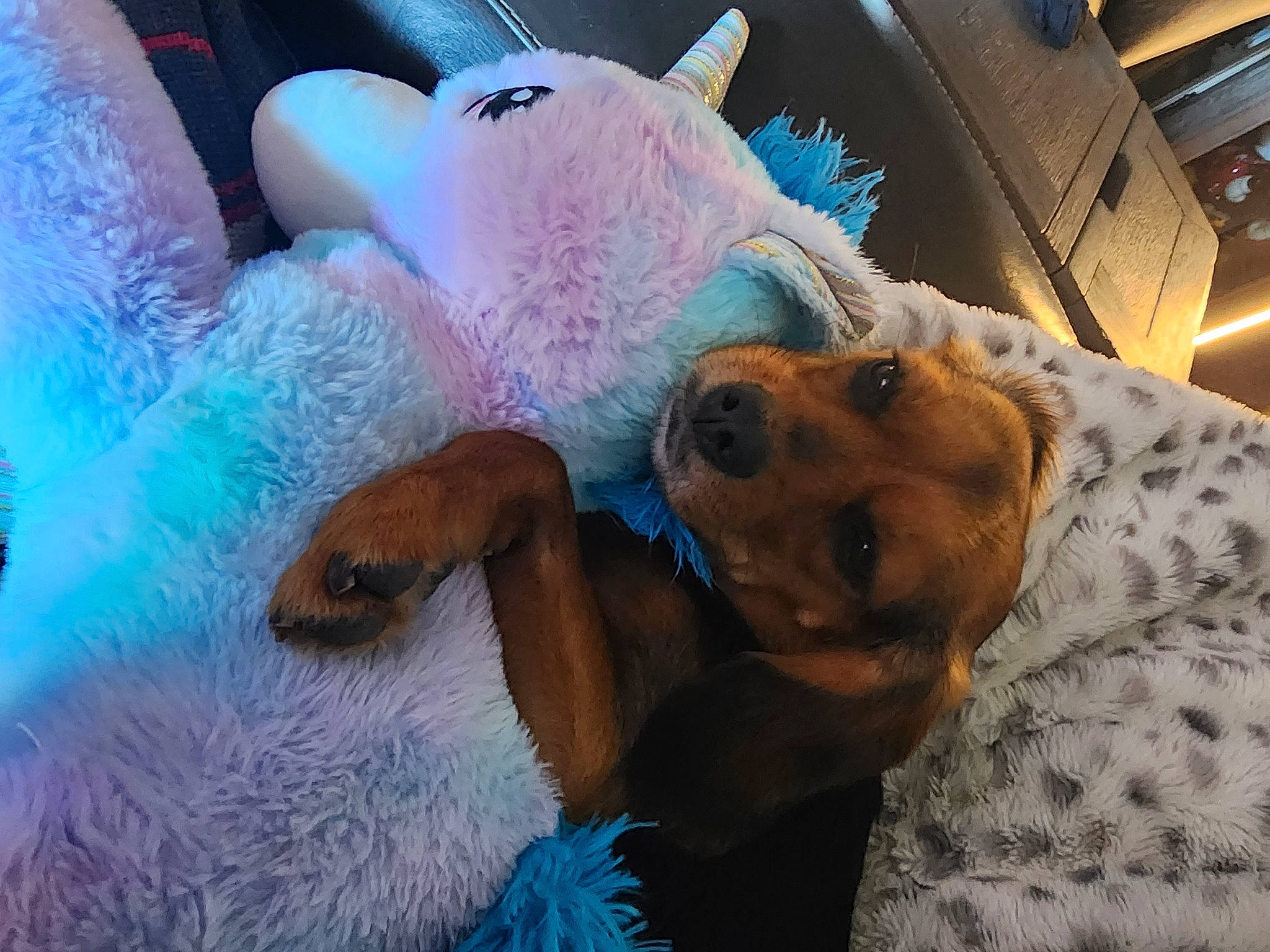 Harley joined the competition — help win amazing prizes! bed, canidae, carnivore, comfort, companion_dog, dog, dog_breed, fawn, fur, linens, nap, plush, selfie, snout, sporting_group, stuffed_toy, tail, toy, vehicle_door, working_animal