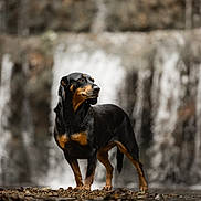 Diesel participe au concours pour gagner de l'argent avec cette photo : dog, black_dog, tan_markings, standing, waterfall, nature, outdoor, rocks, wet, fur, animal, canine, portrait, serene, landscape, water, forest, brown, black, background_blur