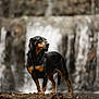 animal, background_blur, black, black_dog, brown, canine, dog, forest, fur, landscape, nature, outdoor, portrait, rocks, serene, standing, tan_markings, water, waterfall, wet