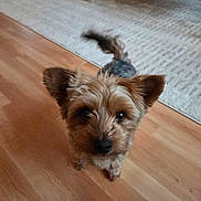Tilly Lynn is registered to the contest to win money with this photo: dog, small_dog, brown_dog, fluffy, ears, wooden_floor, rug, indoor, pet, curious, looking_up, fur, animal, canine, home, domestic, cute, companion, friendly, living_room